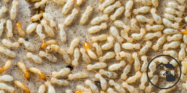 شركة مكافحة النمل الابيض بالمدينة المنورة, مكافحة النمل الابيض بالمدينة المنورة